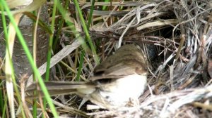 Птенцы в гнезде "Домике" Пеночка-теньковка, Chicks Chiffchaff