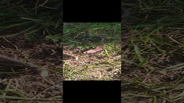 Злой Ужик смотреть онлайн