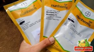 Семена арбуза на ипытания Юлия F1 Тамерлан F1 Монтана F1