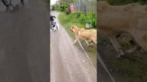 Локи  саге коч Питомник "Волкодавы от Сазонова"