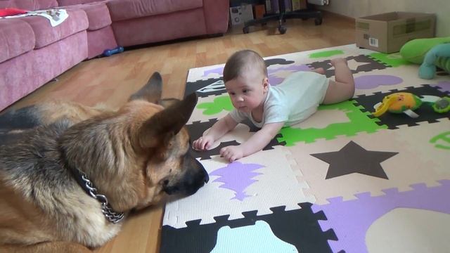 Немецкая овчарка и ребенок. смотреть онлайн