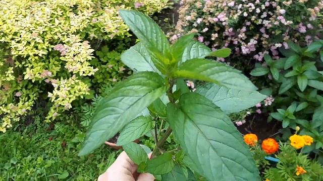 Красивые и полезные растения в вашем саду. Мята с сильно выраженным запахом минтола. Видео - 1 смотреть онлайн