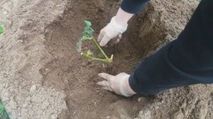 Посадка розы весной в открытый грунт