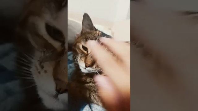 a вы знаете что у меня есть кошка смотреть онлайн