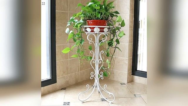 Top 30 Best Indoor & Outdoor Plants for Apartments, House, Garden to Buy Online - Vartika Vlog