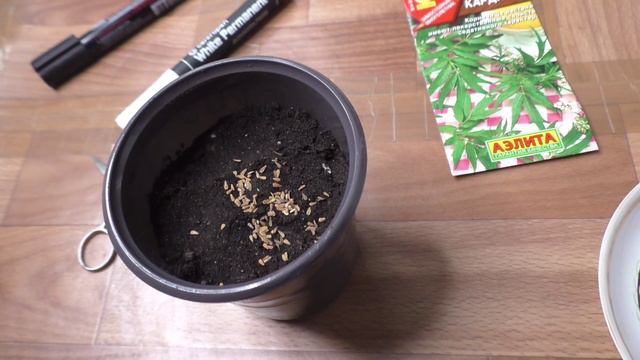 Посев валерианы на рассаду, первые всходы.