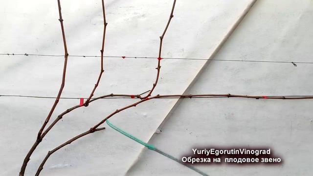 ? Самая ПРОСТАЯ и самая СЛОЖНАЯ  ОБРЕЗКА ВИНОГРАДА. Наиболее ясное объяснение на ютубе от Егорутина