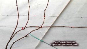 ? Самая ПРОСТАЯ и самая СЛОЖНАЯ  ОБРЕЗКА ВИНОГРАДА. Наиболее ясное объяснение на ютубе от Егорутина