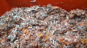 сыроедение для собак,видотипичное питание хищников питомник собак Кастропуло Крым Симферополь