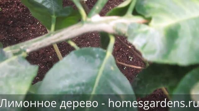 Счастье цветовода: лимонное дерево плодоносит!