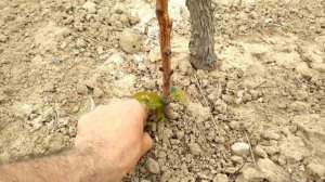 Филизене на млади лози, подготовка за ДВУСТРАНЕН КОРДОН