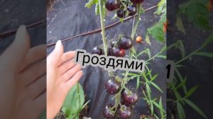 помидоры которые понравились в 2023 году (банан красный, всем на зависть F1)