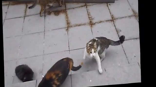 коты Стамбула смотреть онлайн