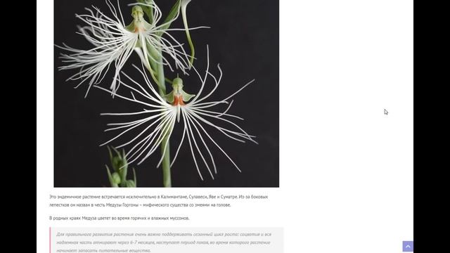 Загадочная орхидея Белая цапля - прихотливая красота для опытных цветоводов смотреть онлайн