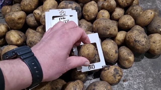 Сорт картофеля Аризона от компании Картофель Урал весной 2023 года ??? смотреть онлайн