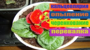 КАЛЬЦЕОЛЯРИЯ . ОПЫЛЕНИЕ ЧЕРЕНКОВАНИЕ ПЕРЕВАЛКА - ВСЕ В ОДНОМ РОЛИКЕ