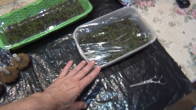 Пошла в сушку. Монте Карло. смотреть онлайн