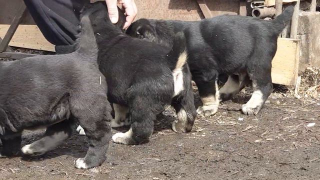 Алабай среднеазиатская овчарка из питомника АЗ Марал +79278137957 вайбер ватсап смотреть онлайн