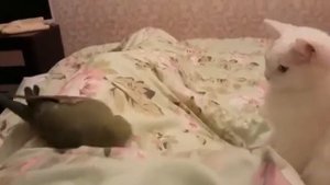 Попугай и кот! Первое знакомство!