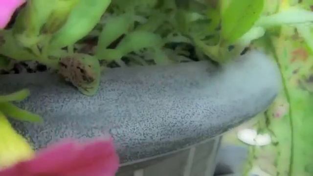 Enchanted Garden Part 1 смотреть онлайн