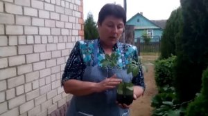 Морозник или зимовник (рождественская роза)