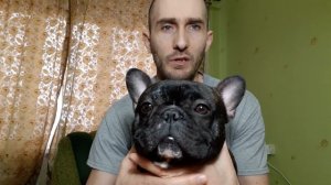 Аллергия у французского бульдога. Как понять что у собаки аллергия мой опыт.