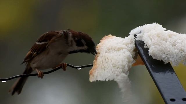 La mia è solo caccia fotografica. Nikon D7200 смотреть онлайн