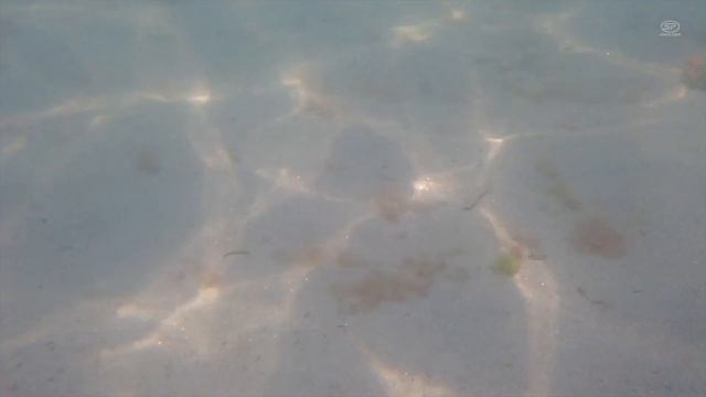 Анапа. Городской ПЛЯЖ забит, вода прогрелась смотреть онлайн