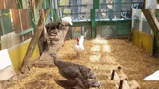 Индюшка понекёрша стала боевой. Индюшка воюет с индюком смотреть онлайн