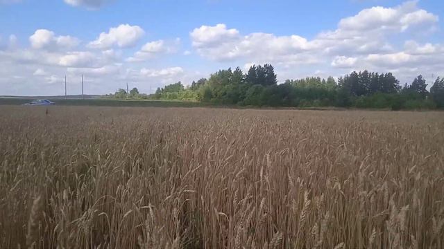 Неудачный эксперимент!Озимая пшеница по занятому, пару после овса! смотреть онлайн