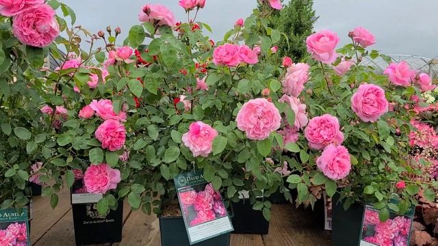 David Austin® Rose - Mary Rose // Gorgeous Repeat Flowering Rose With Med. Strong Old Rose Fragranc смотреть онлайн