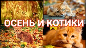 Осень и котики. Кошки в Луганске.