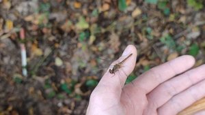 Приручение стрекозы