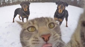 Капитан Америка