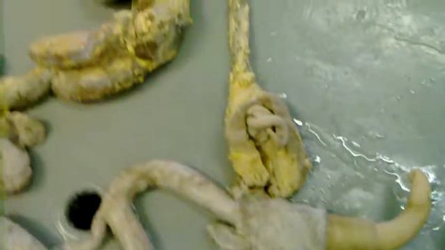 КубГАУ ЗооФак Органы животных смотреть онлайн