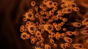 Рен-ТВ: Ученый СевГУ рассказал, как работают бактерии-минеры
