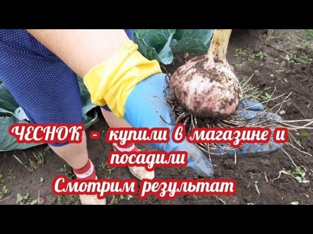 ЧЕСНОК  -  купить в магазине и посадить.... смотрите что получилось....