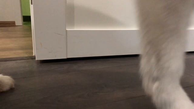 Хаски ест из КОНГАигрушка для собаки kong  Хаски Гром и Кошка Овсянка ?