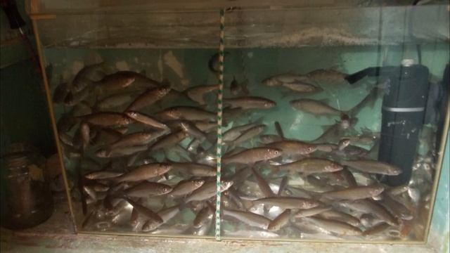 Почему рыбалка с каждым годом становится все проще? смотреть онлайн