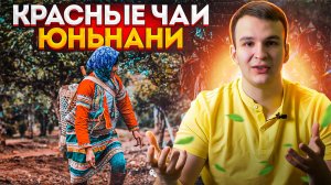Китайский красный чай. Какие отличия Дянь Хуна от Шай Хуна. Производство чая в Юньнани