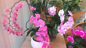 ОРХИДЕИ! ЭТО НАДО ВИДЕТЬ!