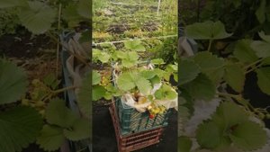 Клубника простой способ выращивания в квартире на балконе и не только????