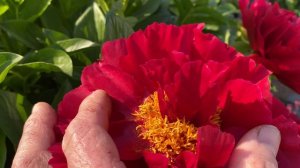 Пион Макинак Гранд, peony Mackinac Grand у Матушки Мануилы в Горелово, июнь 2021, Санкт-Петербург