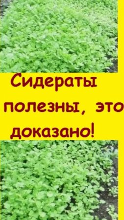 Не пренебрегайте сидератами, они, на самом деле помогают оздоровить почву, это правда - показываю!