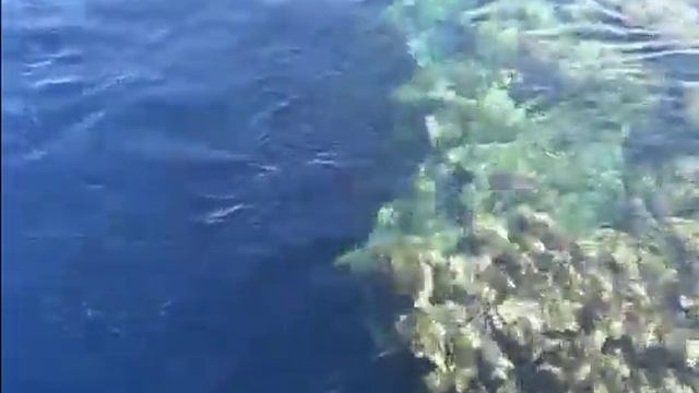 Самое красивое и опасное Красное море! смотреть онлайн