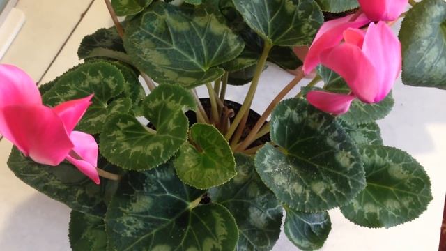 Цикламен Советы по Уходу смотреть онлайн