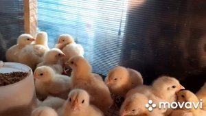 Наше хозяйство: индюшатам 23 дня, бройлерам 4 дня. Вес бройлеров РОСС-308.