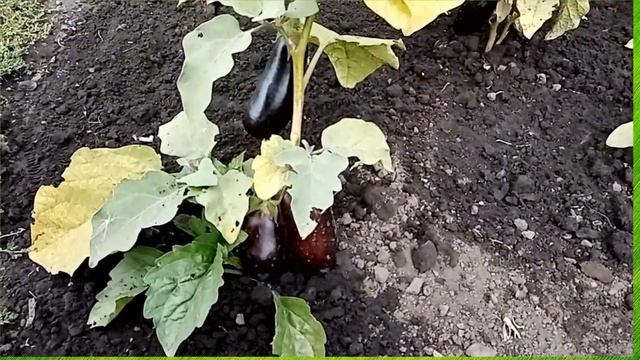 Видео - урок. Тема_ _Как растут овощи на огороде_