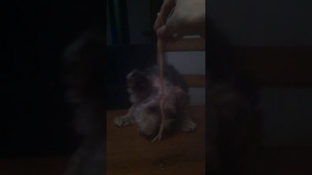 Un chien qui mange des spaghettis #Vidéosansintérêt N°9