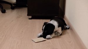 Щенок бордер-колли 1,5 месяца Первые дни дома